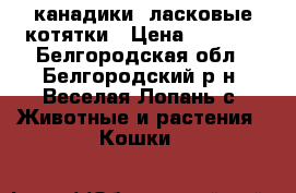 канадики, ласковые котятки › Цена ­ 2 500 - Белгородская обл., Белгородский р-н, Веселая Лопань с. Животные и растения » Кошки   